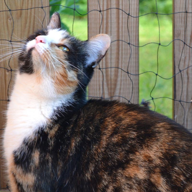 Katzennetz 2 x 5 m "Drahteinlage", PE, Masche 50 mm, 1,0 - 1,2 mm ø aus der Kategorie Google Shopping