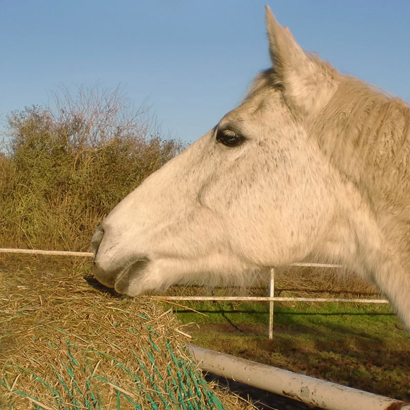 Heunetz 1,50 x 2,20 m, PP gekn. 5 mm, Maschenw. 100 mm aus der Kategorie Raufennetze - Fertigmaße