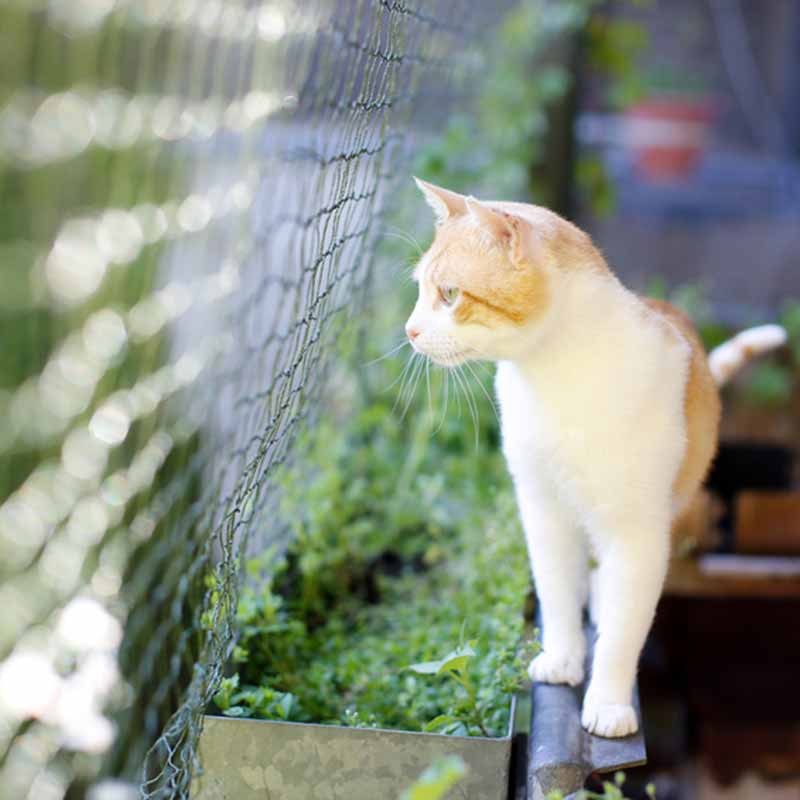 Katzennetz 4 x 5 m, Masche 50 mm, PE, Stärke 1,0 - 1,2 mm ø aus der Kategorie Google Shopping