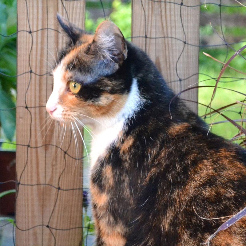 Katzennetz 3 x 2 m  "Drahteinlage", PE, Masche 30 mm, 1,0 - 1,2 mm ø aus der Kategorie Google Shopping